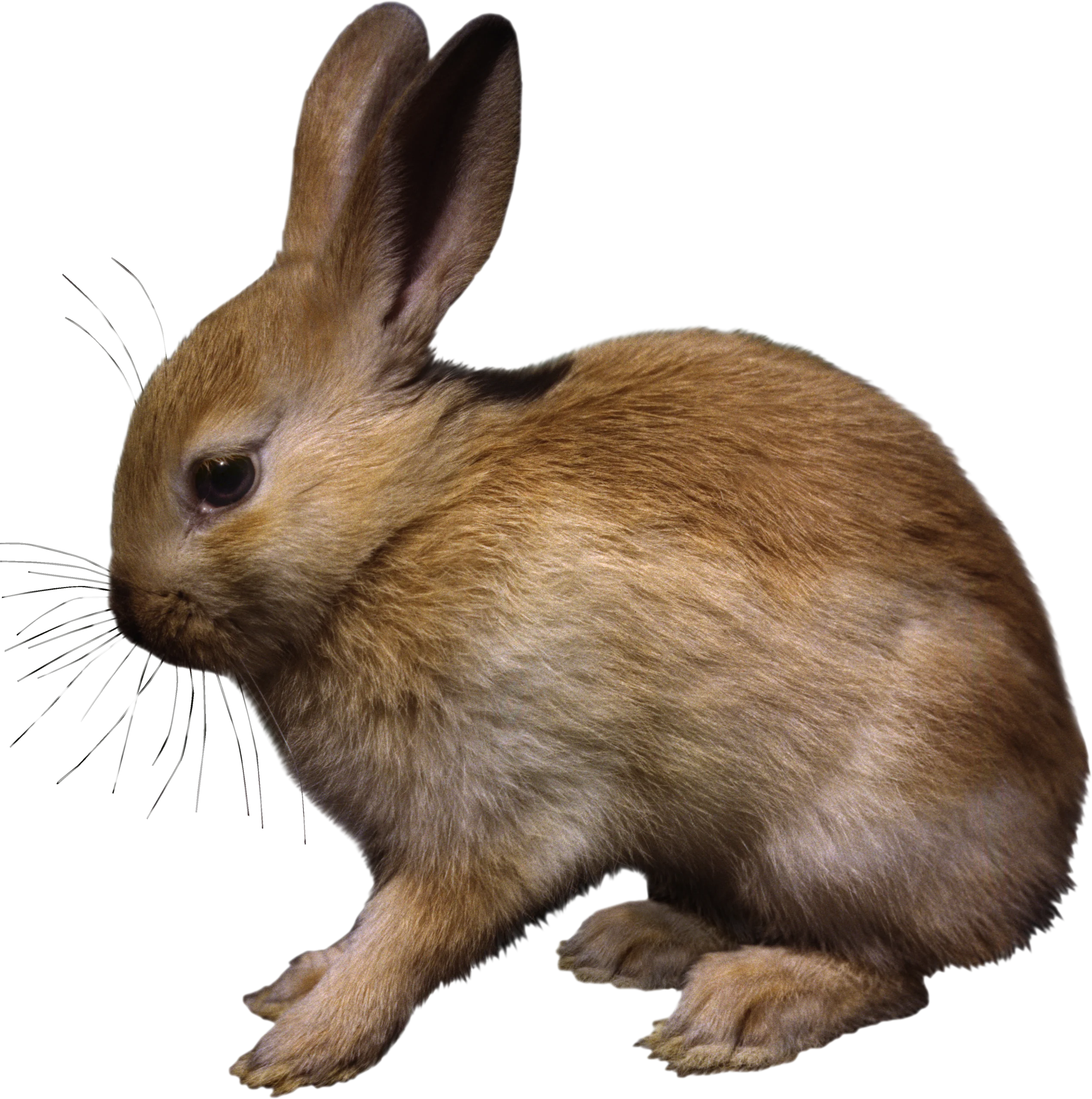 Soft Textured Rabbit Clipart with Detailed Fur and Delicate Whiskers