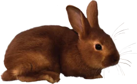 Warm Russet Brown Rabbit Clipart Illustration with Soft Textured Fur