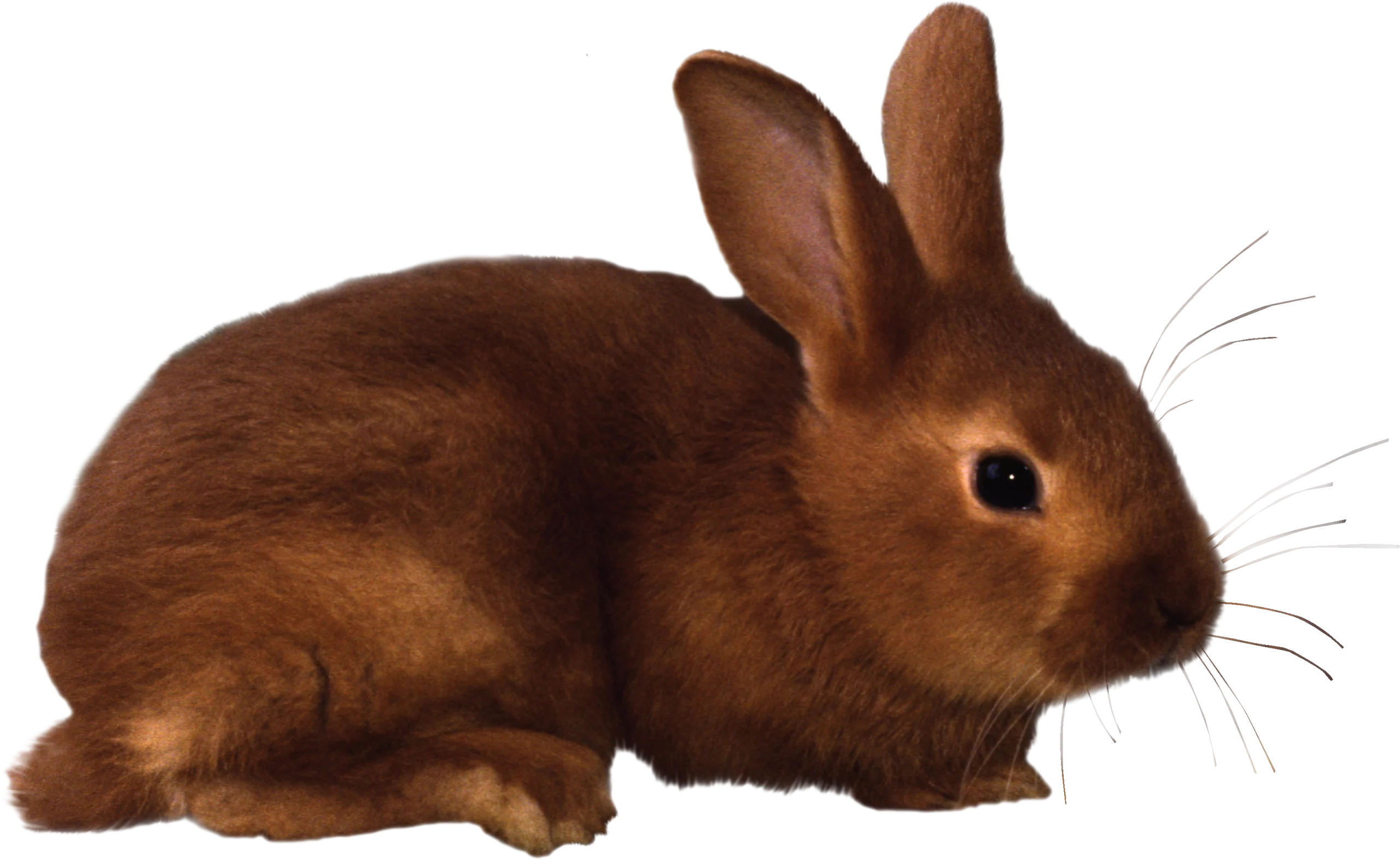 Warm Russet Brown Rabbit Clipart Illustration with Soft Textured Fur
