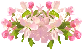 Delicate Pink Apple Blossom Symmetrical Spring Floral Watercolor Clipart Design