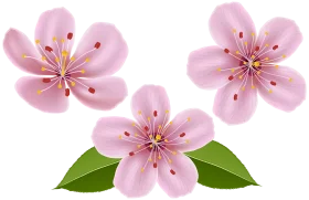 Delicate Pink Cherry Blossom Springtime Floral Clipart Design