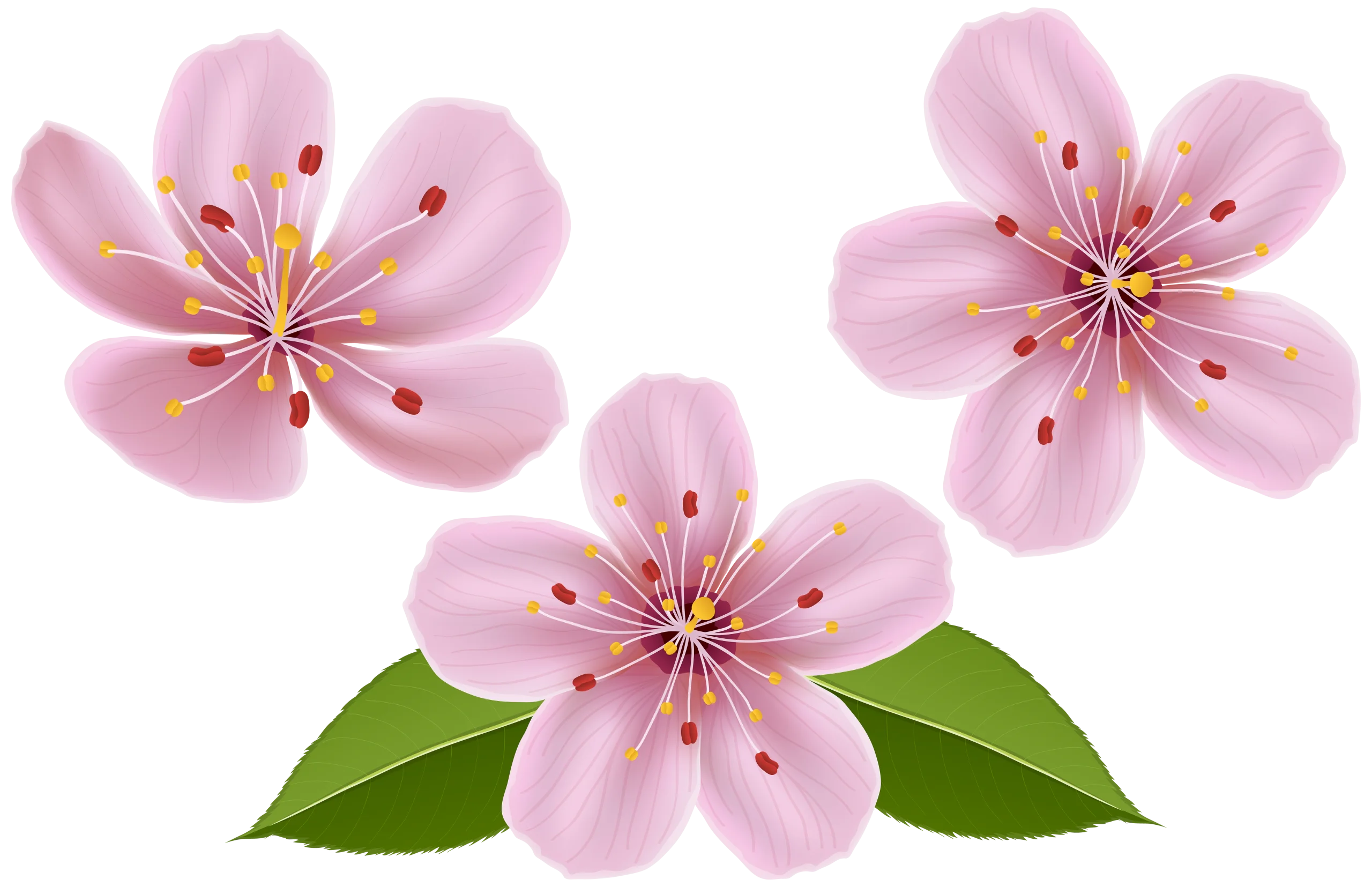 Delicate Pink Cherry Blossom Springtime Floral Clipart Design