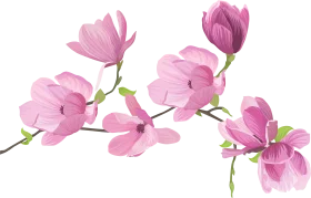 Delicate Pink Magnolia Blossoms Spring Floral Watercolor Clipart Design