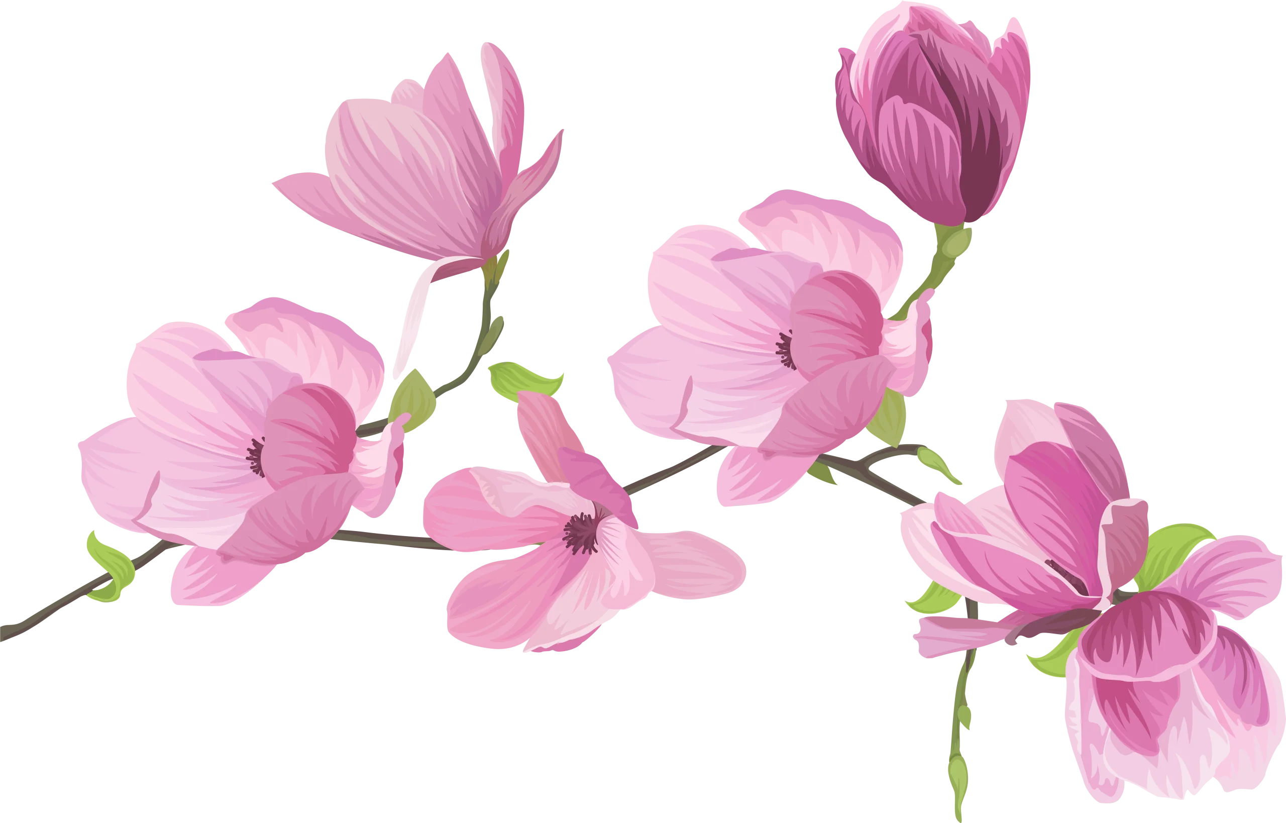 Delicate Pink Magnolia Blossoms Spring Floral Watercolor Clipart Design