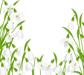 Delicate Snowdrops Spring Blossoms Clipart Illustration with Green Stems