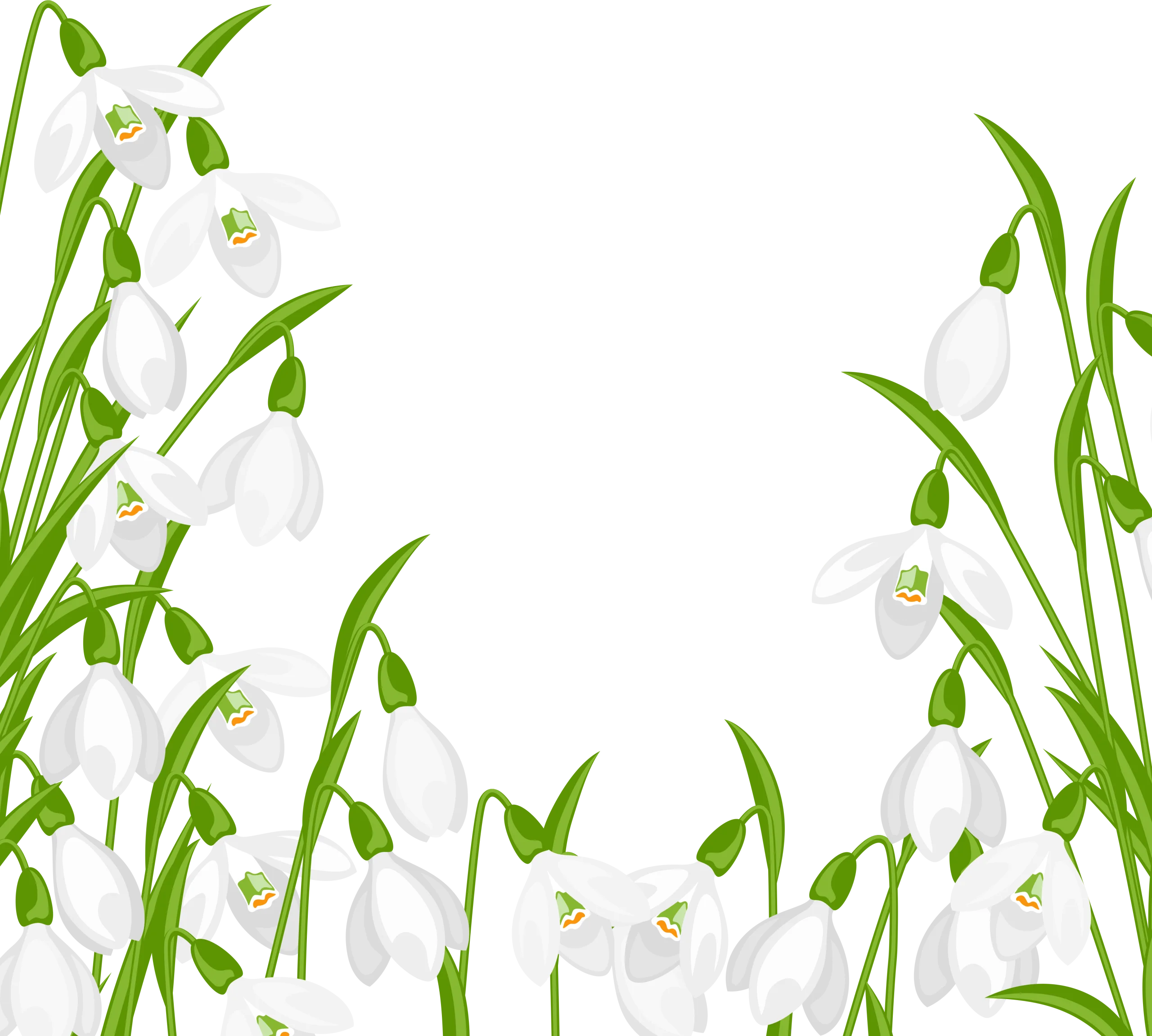 Delicate Snowdrops Spring Blossoms Clipart Illustration with Green Stems
