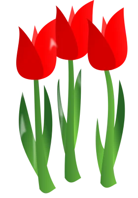 Elegant Red Tulips Spring Flower Botanical Clipart Illustration Design