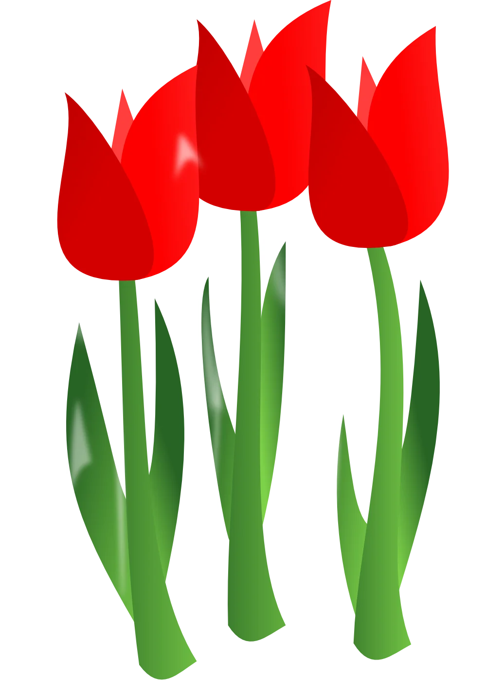 Elegant Red Tulips Spring Flower Botanical Clipart Illustration Design