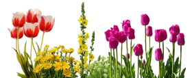 Radiant Spring Blooms Clipart: A Colorful Garden of Tulips and Wildflowers