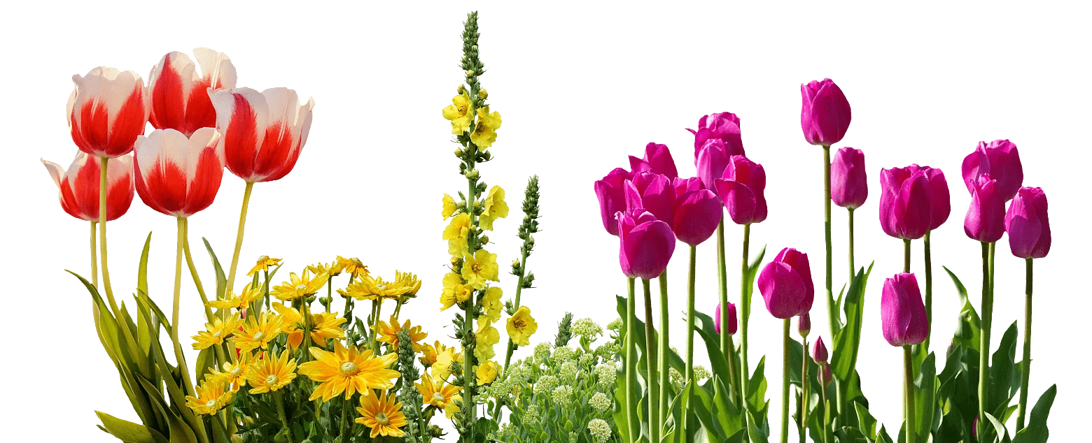 Radiant Spring Blooms Clipart: A Colorful Garden of Tulips and Wildflowers