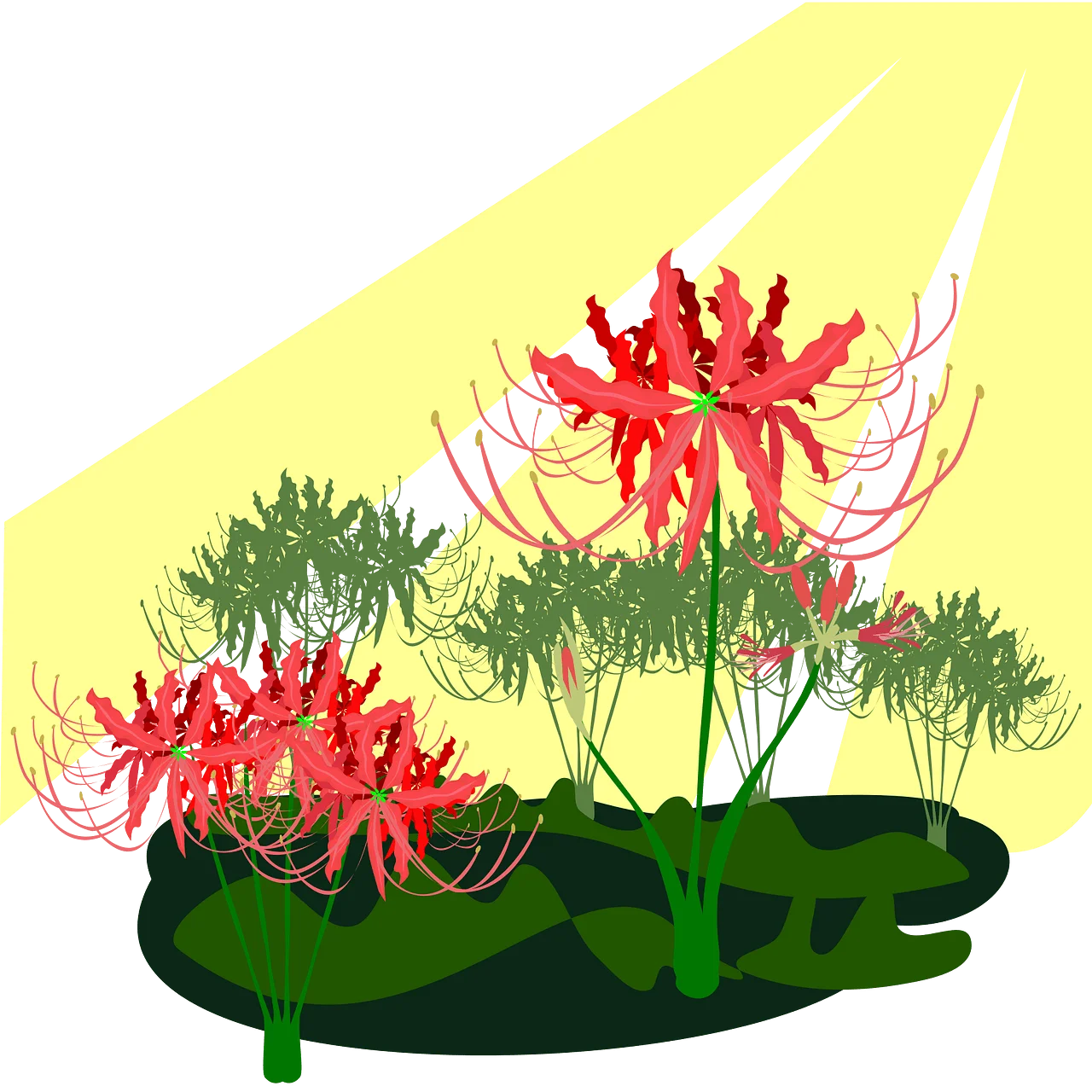 Exotic Garden Clipart with Dramatic Red Spider Lily Flowers on Green Pad