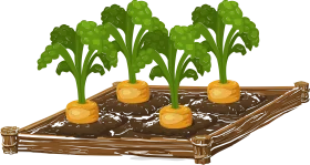 Rustic Wooden Garden Bed with Freshly Growing Turnips Clipart Illustration