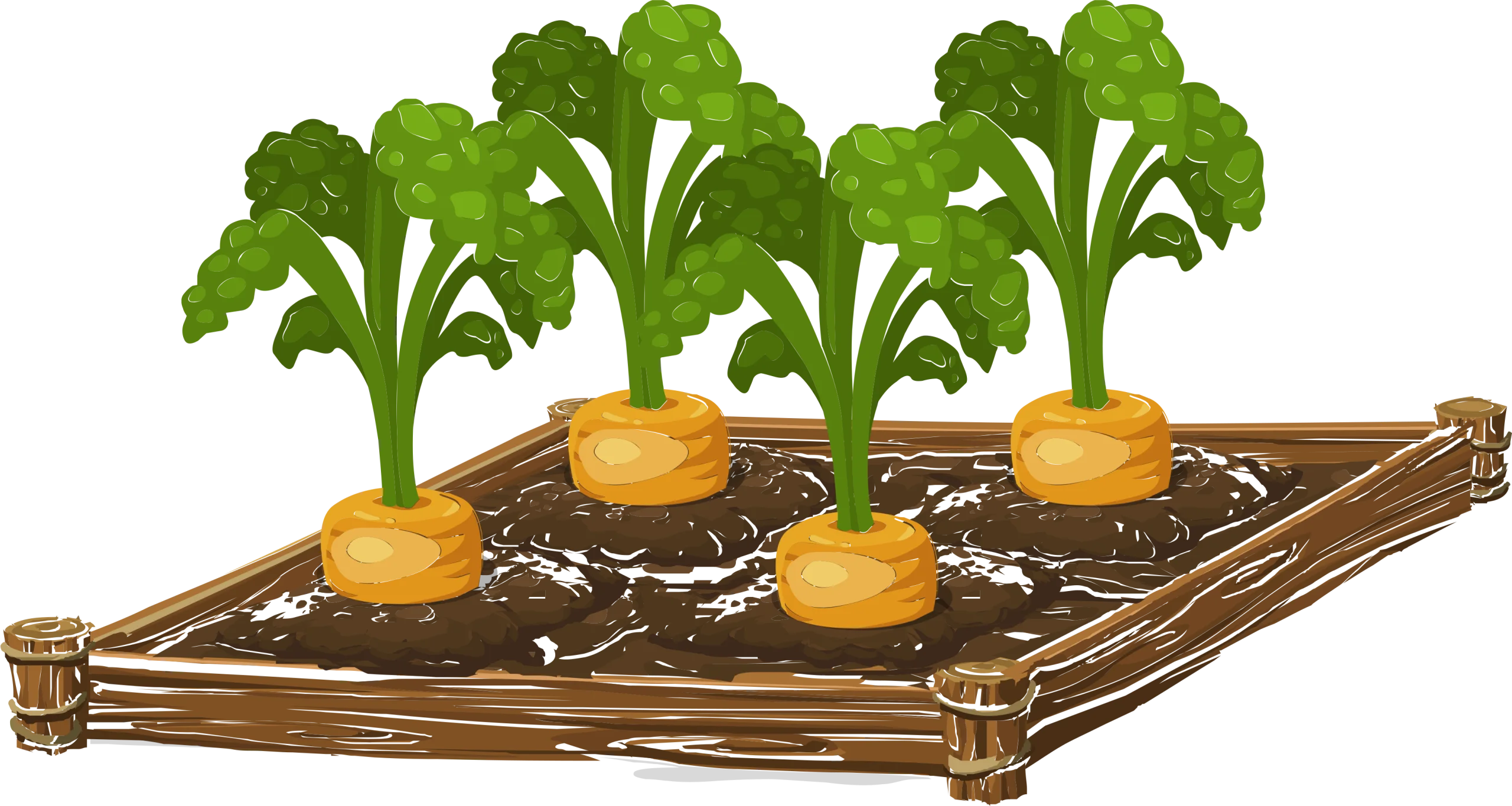 Rustic Wooden Garden Bed with Freshly Growing Turnips Clipart Illustration