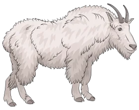 Detailed Mountain Goat Clipart: Shaggy White Woolly Alpine Beast with Majestic Horns