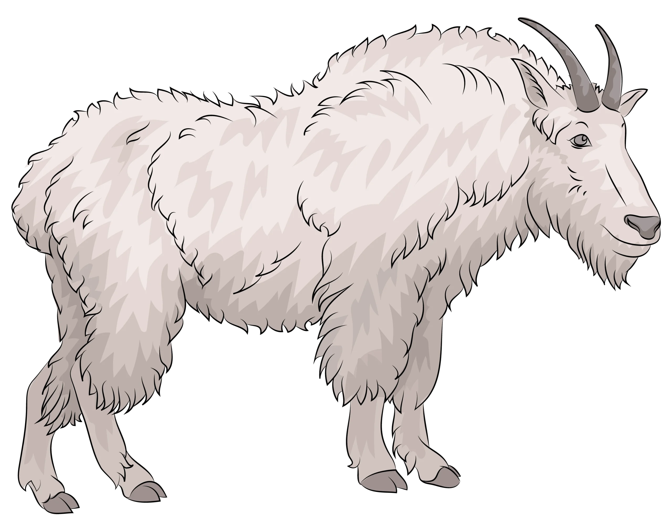 Detailed Mountain Goat Clipart: Shaggy White Woolly Alpine Beast with Majestic Horns