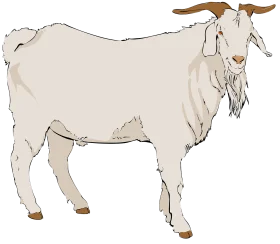 Elegant White Goat Standing Illustration Vintage-Style Clipart Artwork