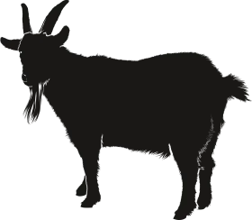 Minimalist Black Silhouette of a Sturdy Mountain Goat Clipart Design