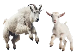 Playful Alpine Mountain Goats Leaping High Realistic Goat Clipart Collection