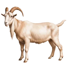 Realistic Light-Colored Domesticated Goat Clipart with Detailed Fur Texture