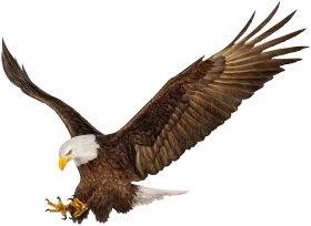 Majestic American Bald Eagle Clipart with Outstretched Wings and Sharp Talons