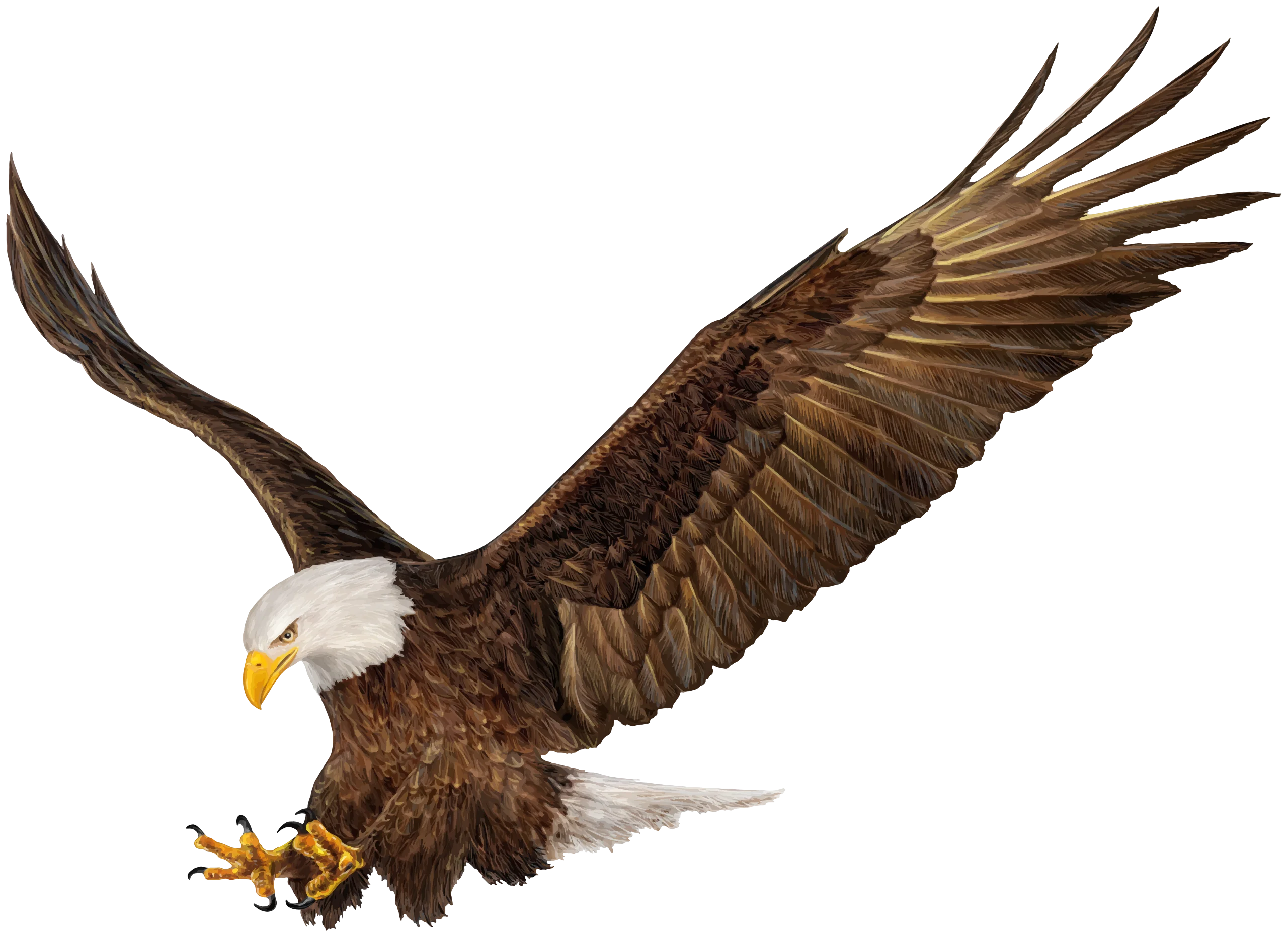 Majestic American Bald Eagle Clipart with Outstretched Wings and Sharp Talons