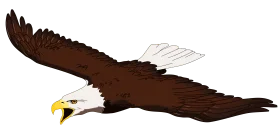 Majestic American Bald Eagle Soaring High Detailed Clipart Design