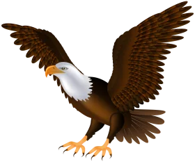 Majestic Bald Eagle in Full Wingspan Detailed Realistic Clipart Illustration