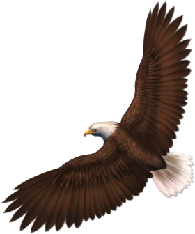 Majestic Bald Eagle in Full Wingspan Soaring Eagle Clipart Artwork