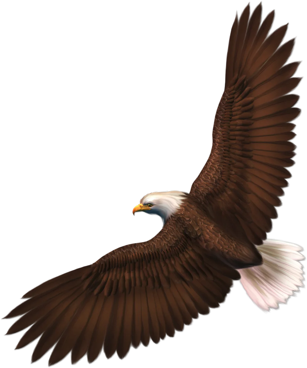 Majestic Bald Eagle in Full Wingspan Soaring Eagle Clipart Artwork