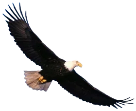 Majestic Bald Eagle Soaring High - Detailed Professional Clipart Design