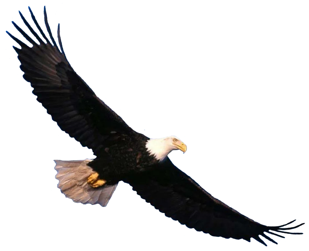 Majestic Bald Eagle Soaring High - Detailed Professional Clipart Design