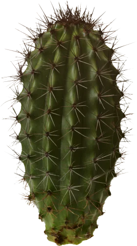 Detailed Green Spiky Cactus Clipart Illustration with Sharp Thorny Texture