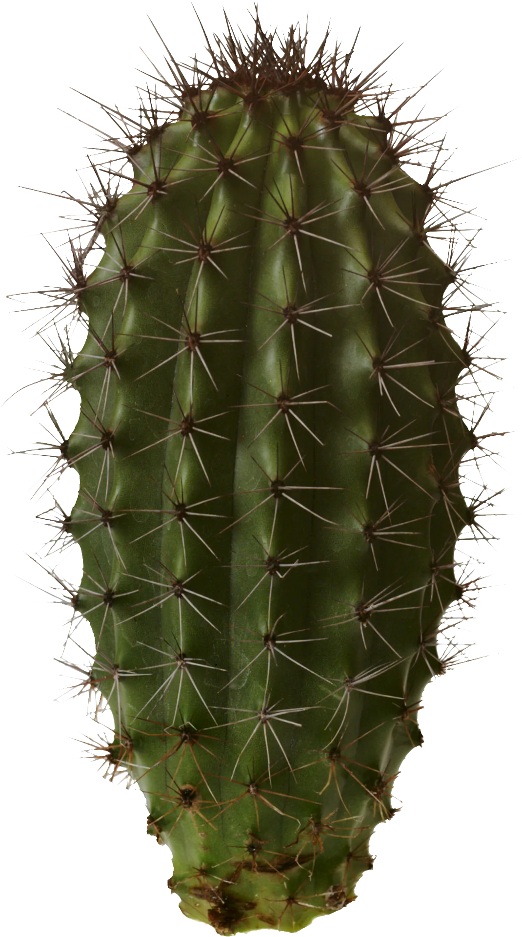 Detailed Green Spiky Cactus Clipart Illustration with Sharp Thorny Texture
