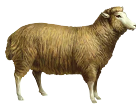 Realistic Vintage Merino Sheep Wool Clipart Illustration with Textured Fleece