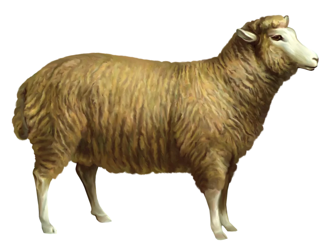 Realistic Vintage Merino Sheep Wool Clipart Illustration with Textured Fleece