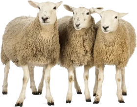 Three Woolly Sheep Standing Together in Pastoral Clipart Illustration
