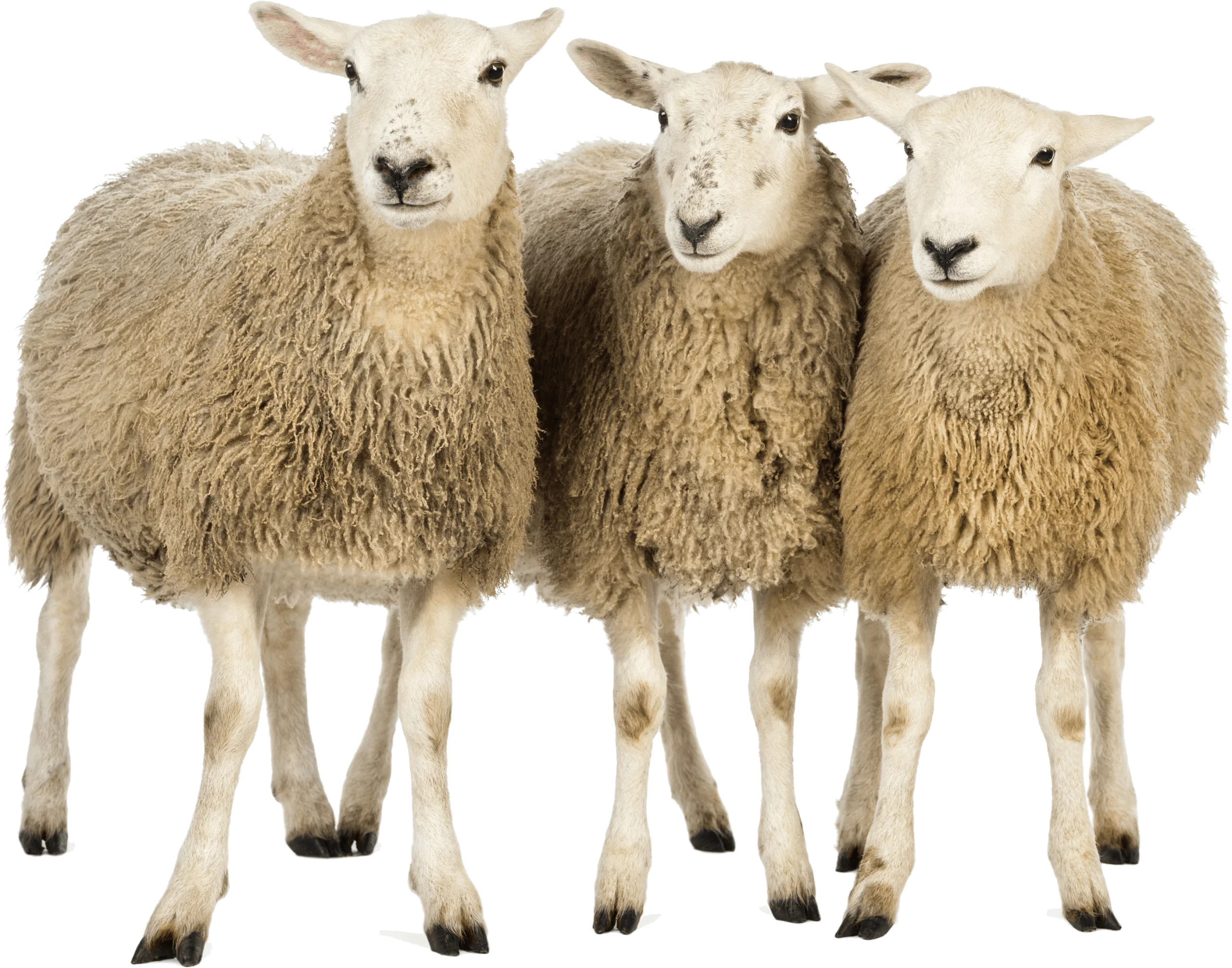 Three Woolly Sheep Standing Together in Pastoral Clipart Illustration