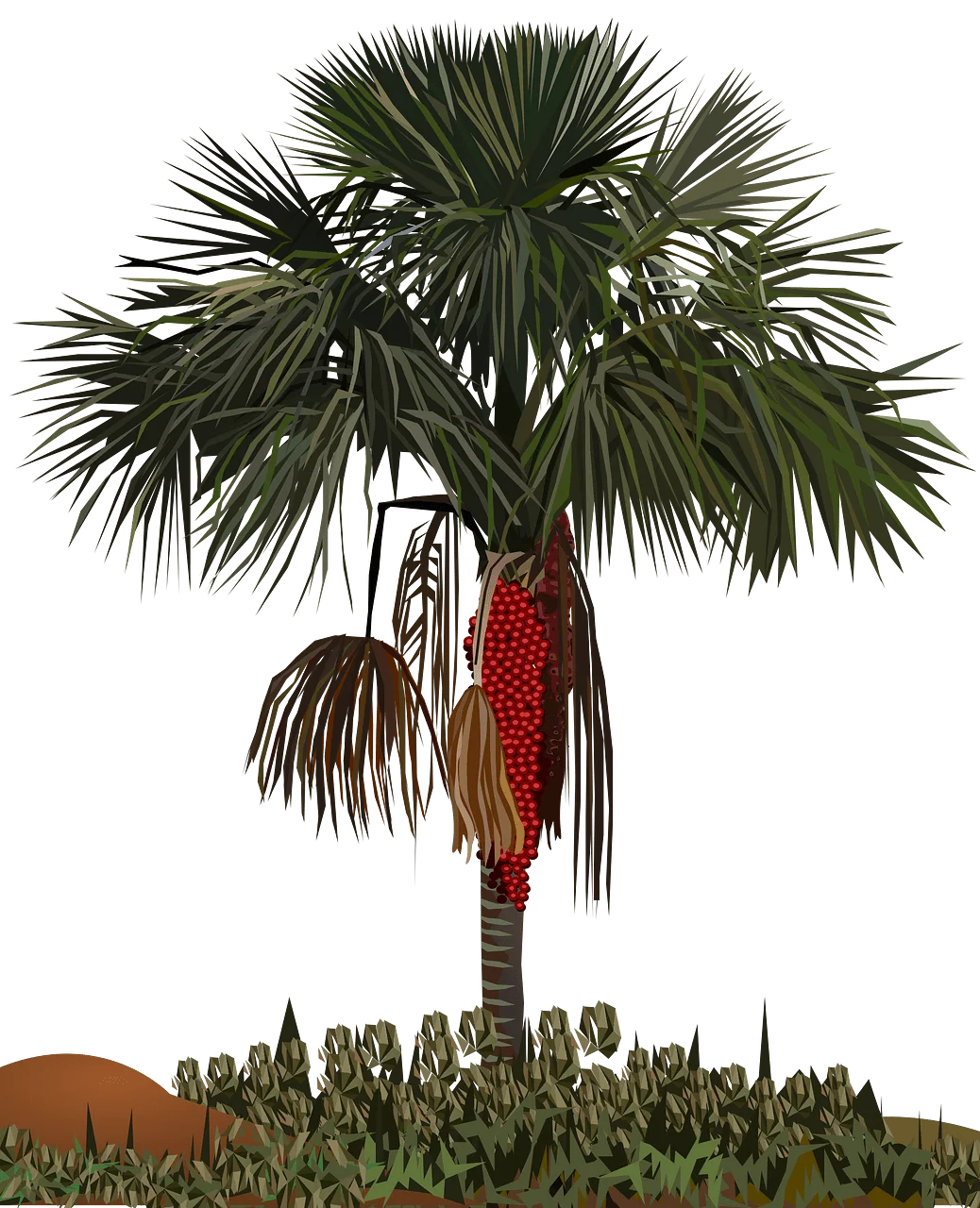 Botanical Illustration of a Distinctive Palm Tree Clipart with Seed Cluster