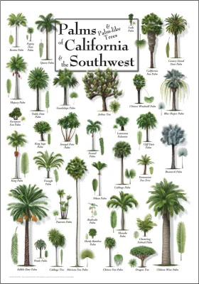Comprehensive Botanical Clipart Collection of Palms Native to California and Southwest Regions