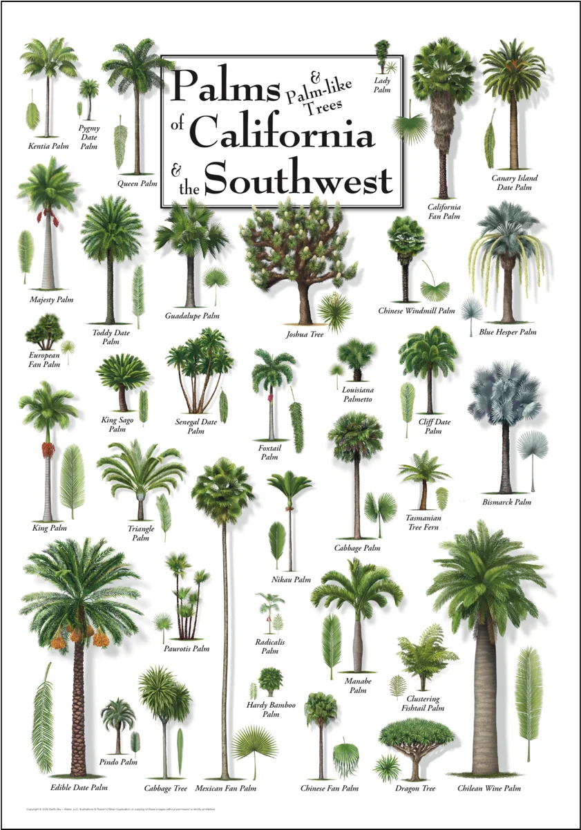 Comprehensive Botanical Clipart Collection of Palms Native to California and Southwest Regions