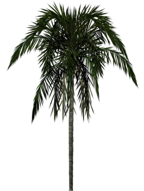 Detailed California Palm Tree Silhouette Vector Clipart with Lush Green Fronds