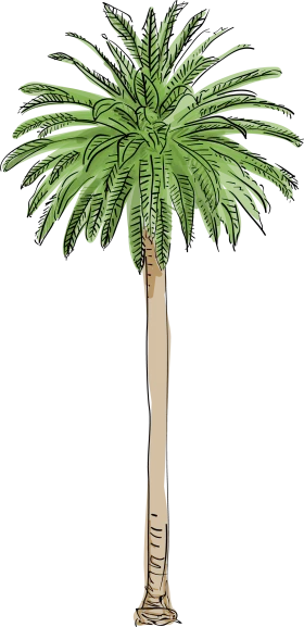 Elegant California Palm Tree Clipart Illustration with Verdant Fronds