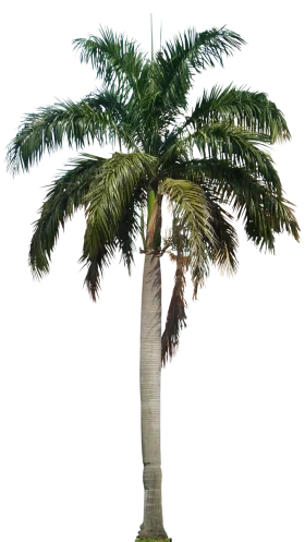 Elegant Royal Palm Tree Isolated Botanical Clipart Illustration