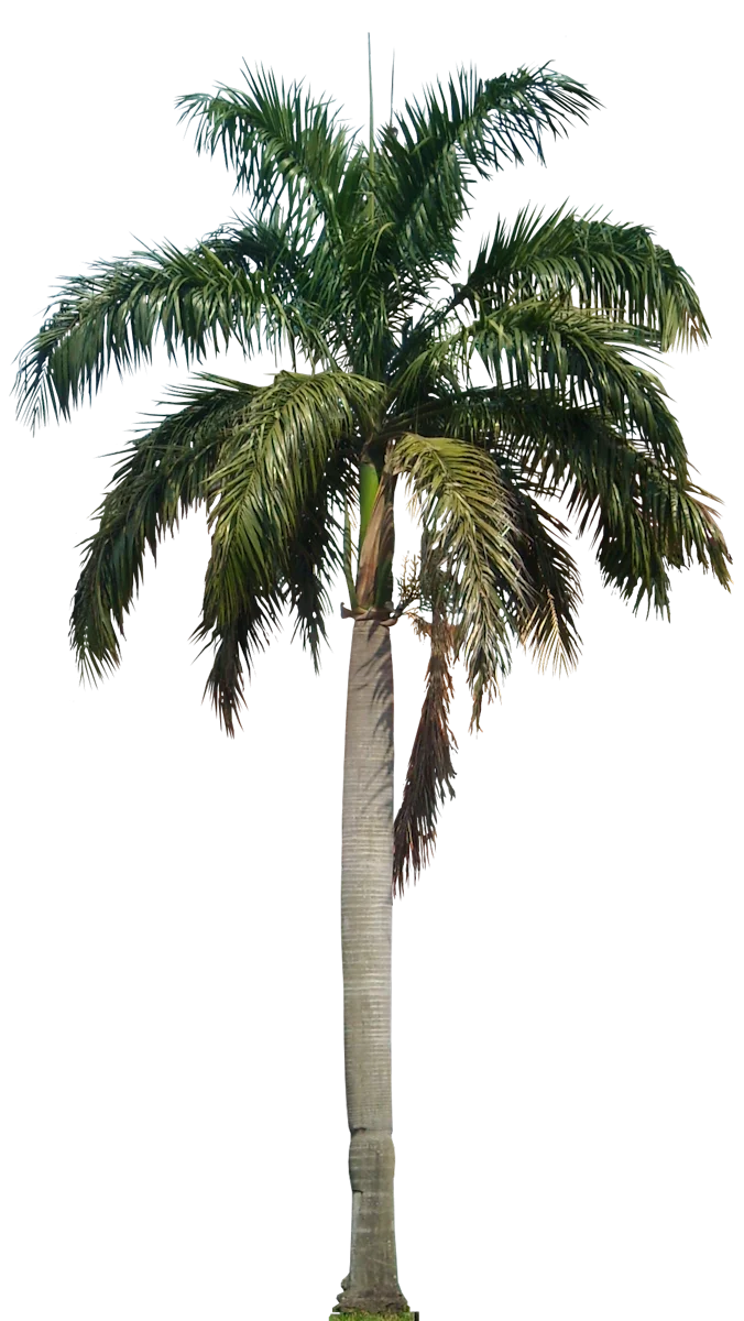 Elegant Royal Palm Tree Isolated Botanical Clipart Illustration