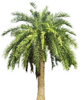 Lush Green California Palm Tree Clipart Illustration with Detailed Fronds