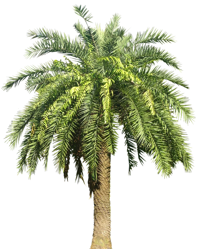 Lush Green California Palm Tree Clipart Illustration with Detailed Fronds