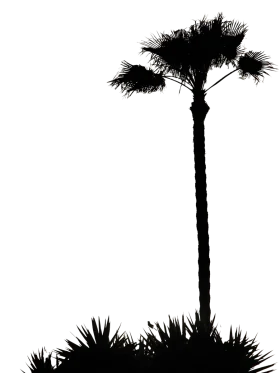 Minimalist Black and White California Palm Tree Silhouette Clipart Design