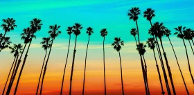 Sunset Silhouette California Palm Trees Clipart - Tropical Coastal Horizon