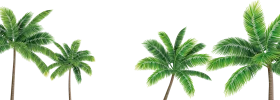 Serene California Palm Trees Clipart Collection - Tropical Landscape Design Element