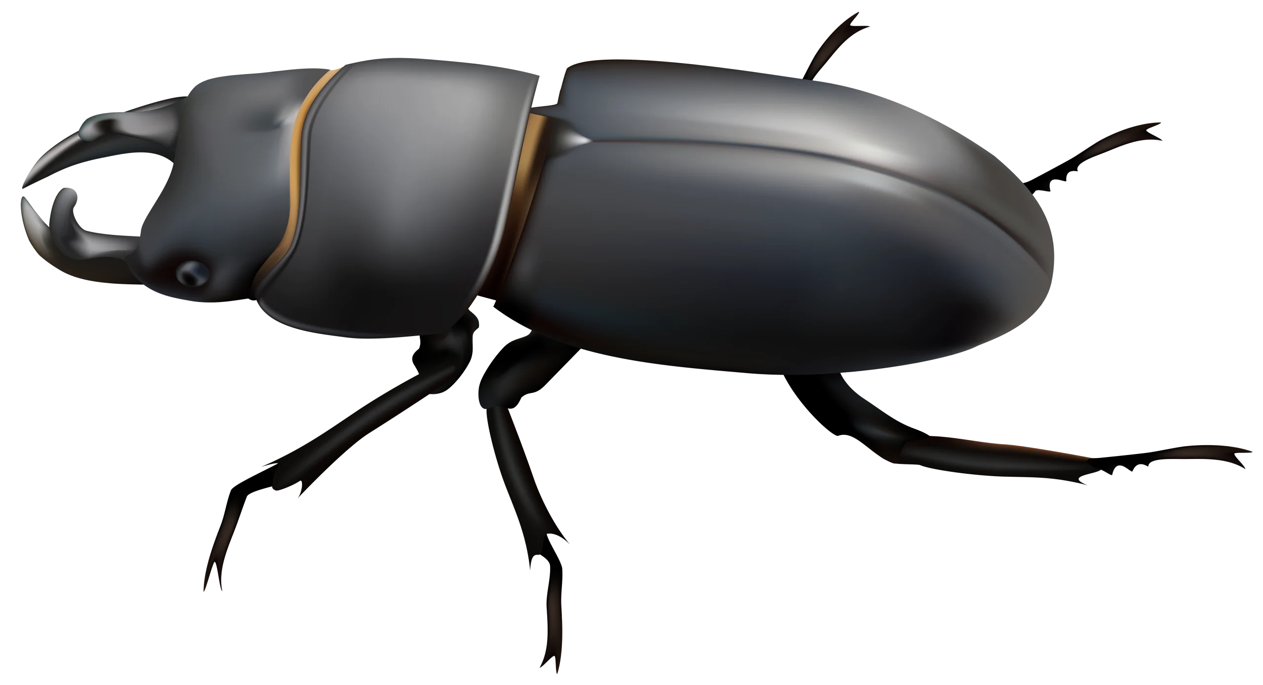 Detailed Black Stag Beetle Clipart with Dramatic Segmented Body Design